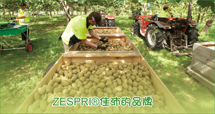 佳沛zespri 新西兰奇异果(绿果 30粒原箱装 约118克/粒