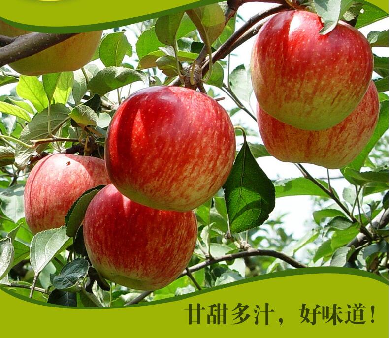 智利姬娜果12粒装